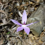 Wax Lip Orchid (Glossodia major) beside the Sublime Point Trail
