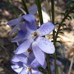 Spotted Sun Orchid (Thelymitra ixioides) on the Subline Point Trail