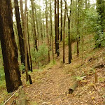 Track near Muirs Lookout, Cooranbong