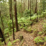 Forest and track near Muirs Lookout