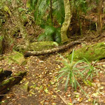 Moist rainforest and track near Muirs Lookout