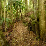 Moist rainforest and track near Muirs Lookout