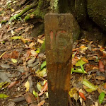 No. 16 timber post in rainforest near Muirs Lookout