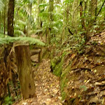 Timber post and track close to Muirs Lookout in the Watagans