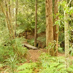 Track and bridge over creek near Pines campsite in the Watagans