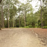 Pines campsite in the Watagans