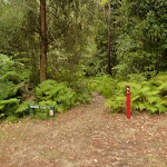 Start to track in the Pines campsite in the Watagans