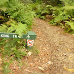 Track and track marker in pines camping ground in the Watagans