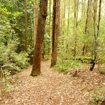 Track to the Pines picnic area in the Watagans