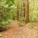 Track near the Pines campstie in the Watagans