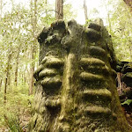 Old tree trunk in the Watagans