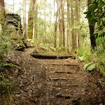 Timber steps on track near the Pines campsite in the Watagans