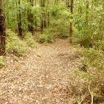 Track downhill near the Pines picnic area in the Watagans