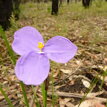 Patersonia sericea flower in the Watagans