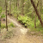 Track and creek on the way to Abbotts Falls in the Watagans