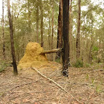 Termite mound in the Watagans