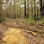 Rocky track in the Watagans