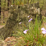 Patersonia Lily Flowers and tree stump in the Watagans