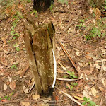 Timber post near Abbotts Falls in the Watagans