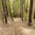 Steep track towards Abbotts Falls and Dora Creek in the Watagans