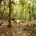 Rainforest in the Watagans