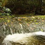 Dora Creek with leaves in the Watagans
