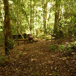 Track in the Watagans