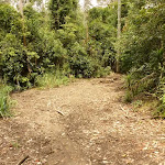 Management trail in the Watagans