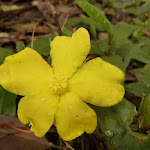 Hibbertia Flower on German Point Rd in the Watagans
