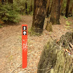 Track marker near German Point Rd in the Watagans