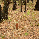 Small timber track marker in the Watagans