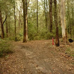 Track intersection near Casuarina campsite in the Watagans