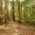 Track to Casuasina campsite in the Watagans