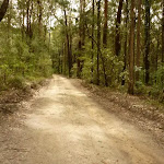 Road to Turpentines campsite in the Watagans