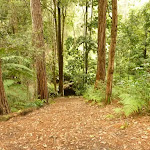 Track down to the creek near Turpentine campsite in the Watagans