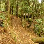Track near the Pines campsite in the Watagans