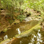 Dammed pool on the Pines walking track in the Watagans