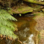 Dammed pool near the pines campsite in the Watagans