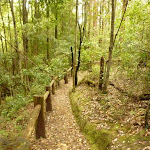 Track and timber railing close to the dammed pool in the Watagans