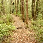 Track over old timber footbridge in the Watagans