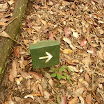 Small timber track marker on the Pines Circuit Walk in the Watagans