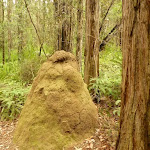 Termite mould near the Pines Picnic area in the Watagans