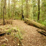 Track towards the Pines Picnic area in the Watagans