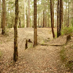 Approaching the Pines Picnic Area in the Watagans