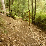 Intersection with timber steps close to Boarding House Dam in the Watagans