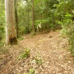 Track through forest in the Watagans