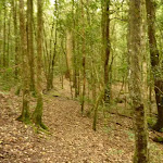 Forest near the Moss Wall, close to Watagan Forest Rd in the Watagans