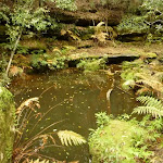 Pool of water near the Moss Wall in the Watagans