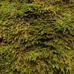 Close up of moss on the moss wall near Boarding House Dam near Watagan Forest Road in the Watagans