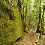 Moss Wall near the Boarding House Dam in the Watagans